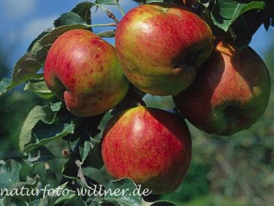 Apfel (Malus domestica) Foto W. Willner-7
