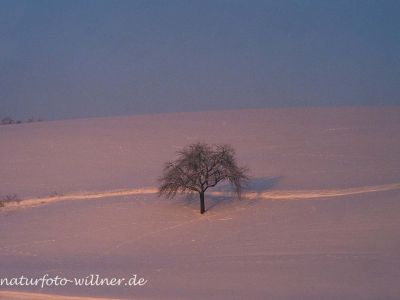 Apfelbaum Foto W. Willner 6996