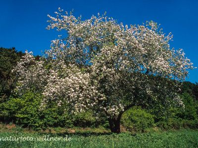 Apfelblüte Foto W. Willner 7002