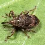 Apfelblütenstecher (Anthonomus pomorum) Foto W. Willner-2