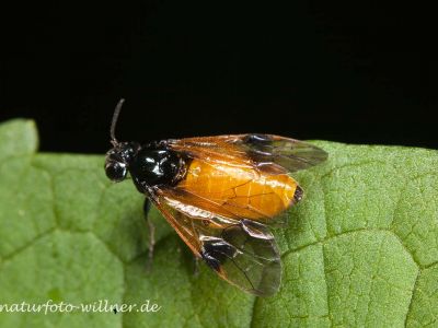 Arge cyanocrocea Foto W. Willner -8