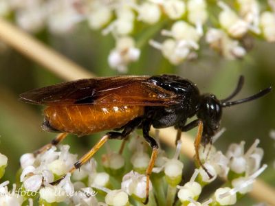 Arge cyanocrocea Foto W. Willner_5113