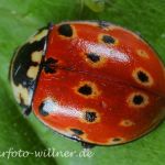Augenmarienkäfer (Anatis ocellata) 3 Foto W. Willner