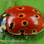 Augenmarienkäfer (Anatis ocellata) 5 Foto W. Willner
