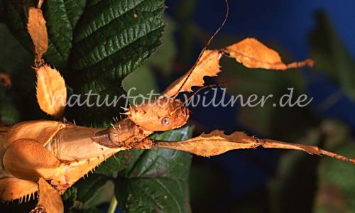 Australische Gespenstschrecke (Extatosoma tiaratum) Foto W. Willner 606