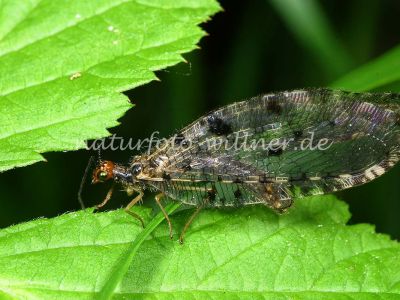 Bachhaft (Osmylus fulvicephalus)