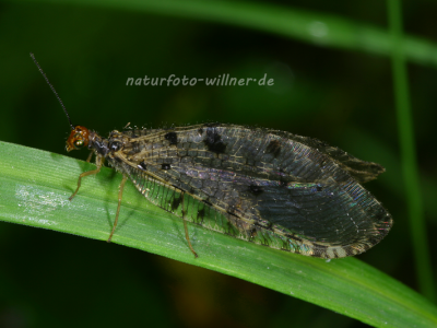 Bachhaft (Osmylus fulvicephalus) Naturfoto Willner Bachhaft (Osmylus fulvicephalus)