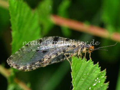 Bachhaft (Osmylus fulvicephalus)