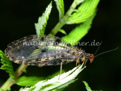 Bachhaft (Osmylus fulvicephalus)