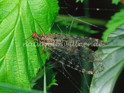 Bachhaft (Osmylus fulvicephalus) 12 Foto W. Willner