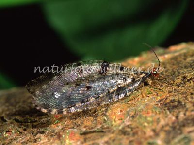 Bachhaft (Osmylus fulvicephalus) 6 Foto W. Willner