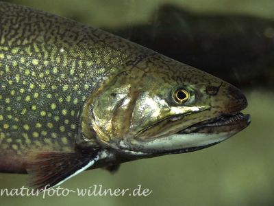 Bachsaibling (Salvelinus fontinalis) Foto Wolfgang Willner-3