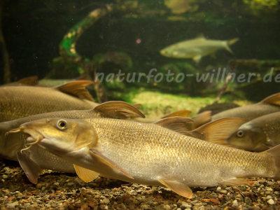 Barbe Barbus barbus Naturfoto Willner Naturfoto Willner