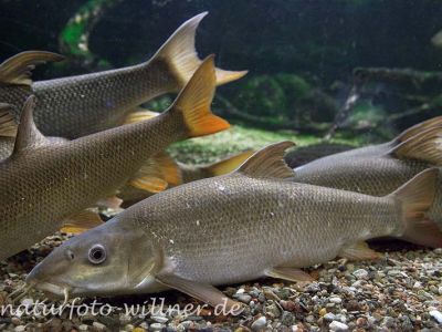 Barbe Barbus barbus Foto Wolfgang Willner Naturfoto-18