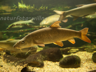 Barbe Barbus barbus Naturfoto Willner Naturfoto Willner