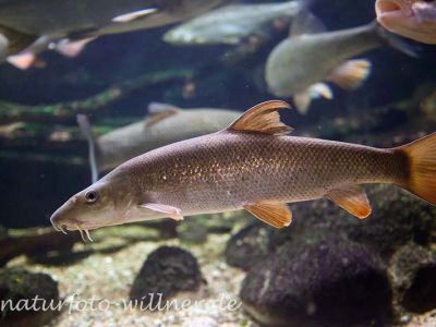 Barbe Barbus barbus Foto Wolfgang Willner Naturfoto-6