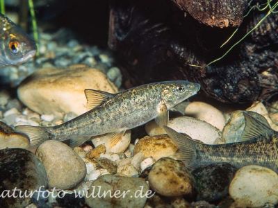 Barbe (Barbus barbus) Jungtier Foto W. Willner_8891