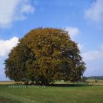 Bavariabuche Foto W. Willn526