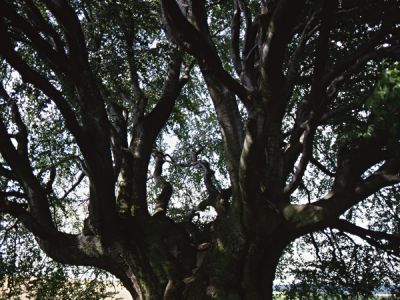 Bavariabuche Foto W. Willner 273