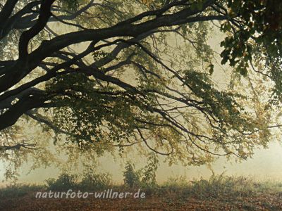 Bavariabuche Foto W. Willner 276
