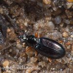Bembidion decoratum Schwemmsand-Ahlenläufer Foto W. Willner 2