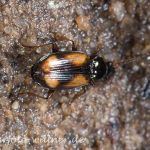 Bembidion femoratum (Kleiner Kreuz-Ahlenläufer) Foto W. Willner-6