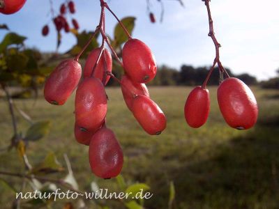 Berberitze (Berberis vulgaris) Foto W. Willner 12