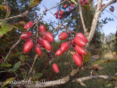 Berberitze (Berberis vulgaris) Foto W. Willner 13