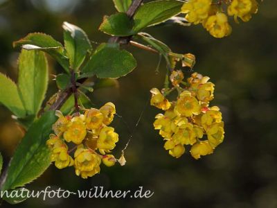 Berberitze (Berberis vulgaris) Foto W. Willner-2