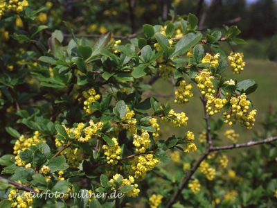 Berberitze Berberis vulgaris Foto W. Willner-8