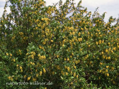 Berberitze Berberis vulgaris Foto W. Willner-9