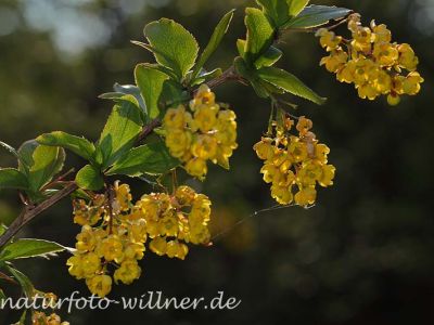 Berberitze (Berberis vulgaris) Foto W. Willner