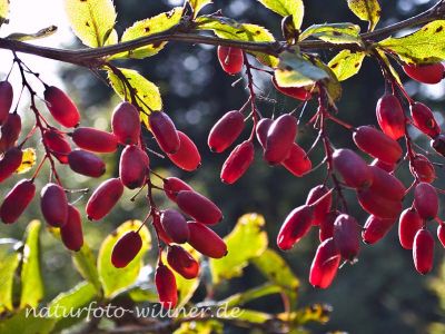 Berberitze (Berberis vulgaris) Foto Wolfgang Willner Naturfoto-16