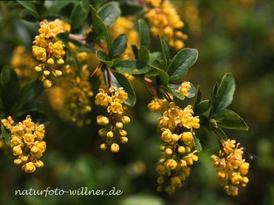 Berberitze (Berberis vulgaris) Foto Wolfgang Willner Naturfoto-26