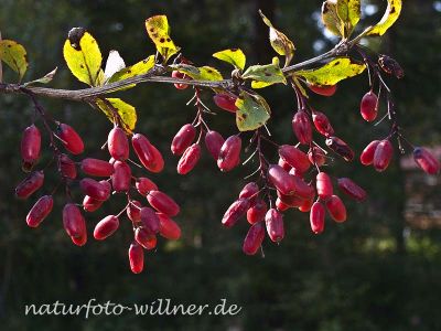 Berberitze (Berberis vulgaris) Foto Wolfgang Willner Naturfoto-28