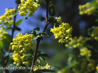 Berberitze (Berberis vulgaris)