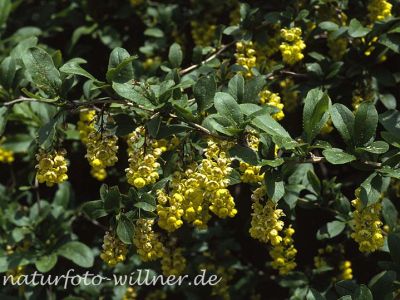 Berberitze (Berberis vulgaris)