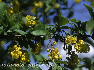 Berberitze (Berberis vulgaris)