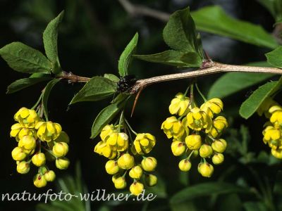 Berberitze (Berberis vulgaris)