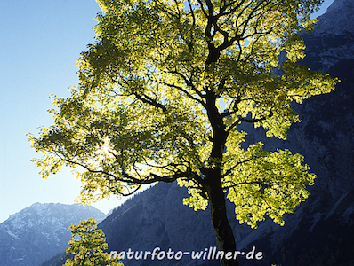 Naturfoto Willner Naturfoto Willner