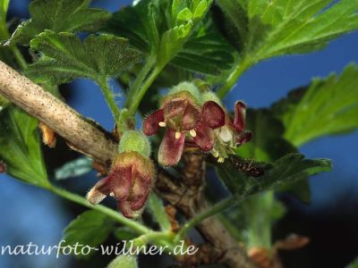 Berg-Johannisbeere (Ribes alpinum) Foto W. Willner