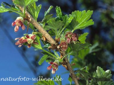 Berg-Johannisbeere (Ribes alpinum) Foto W. Willner-2