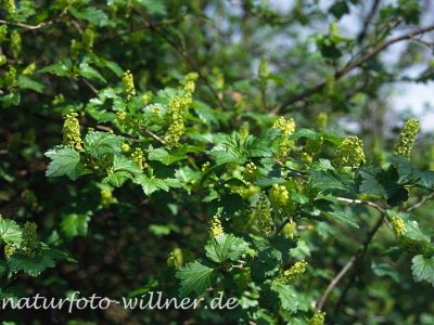 Berg-Johannisbeere (Ribes alpinum) Foto W. Willner-3
