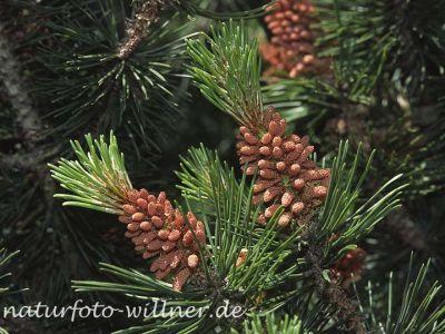 Berg-Kiefer (Pinus mugo)