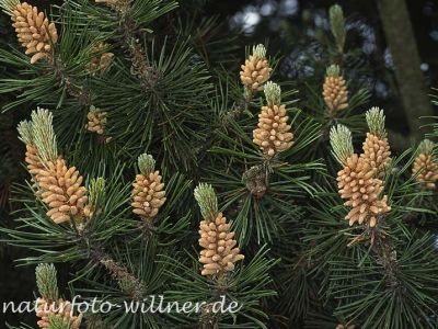 Berg-Kiefer (Pinus mugo)