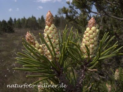 Berg-Kiefer (Pinus mugo) Foto W. Willner1.tif-2