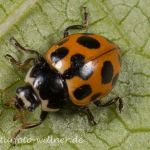 Berg-Marienkäfer (Hippodamia notata) Foto W. Willner-14