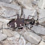Sandlaufkäfer Cicindela silvicola