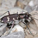 Sandlaufkäfer Cicindela silvicola