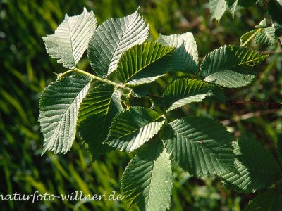 Berg-Ulme (Ulmus glabra) Foto W. Willner